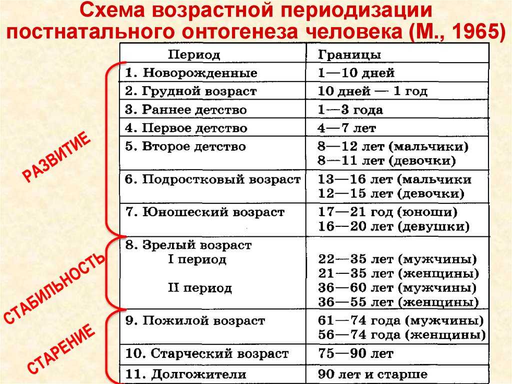 Возрастная периодизация