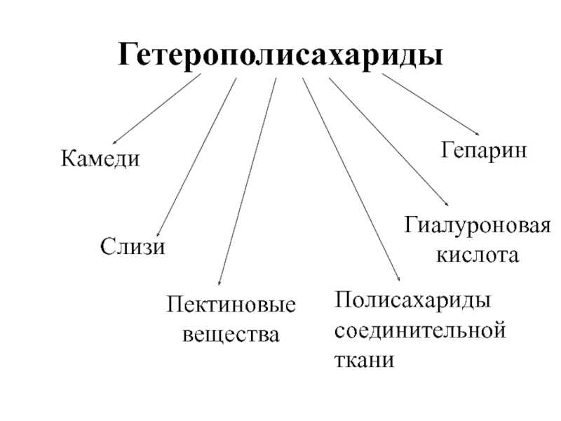 Разница между гомополисахаридами и гетерополисахаридами