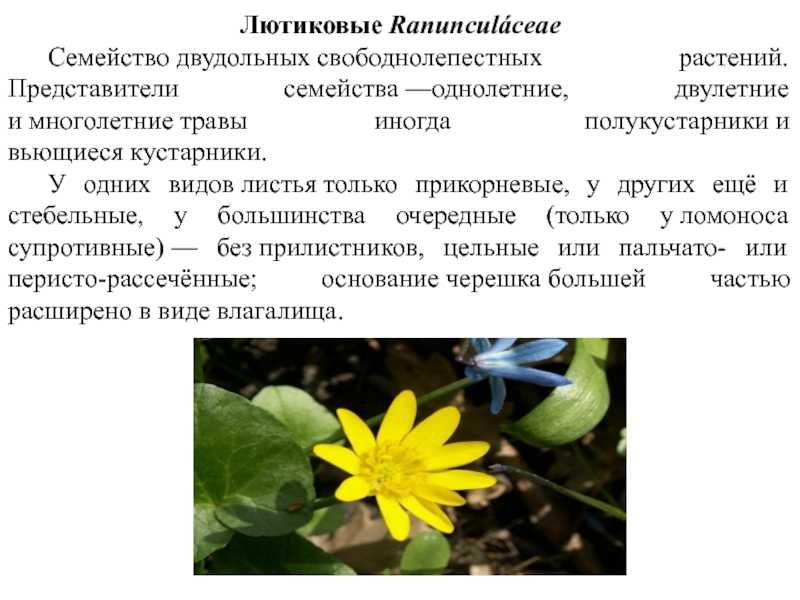 Семейство лютиковые