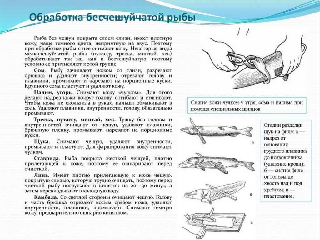 Первичная обработка мяса и рыбы