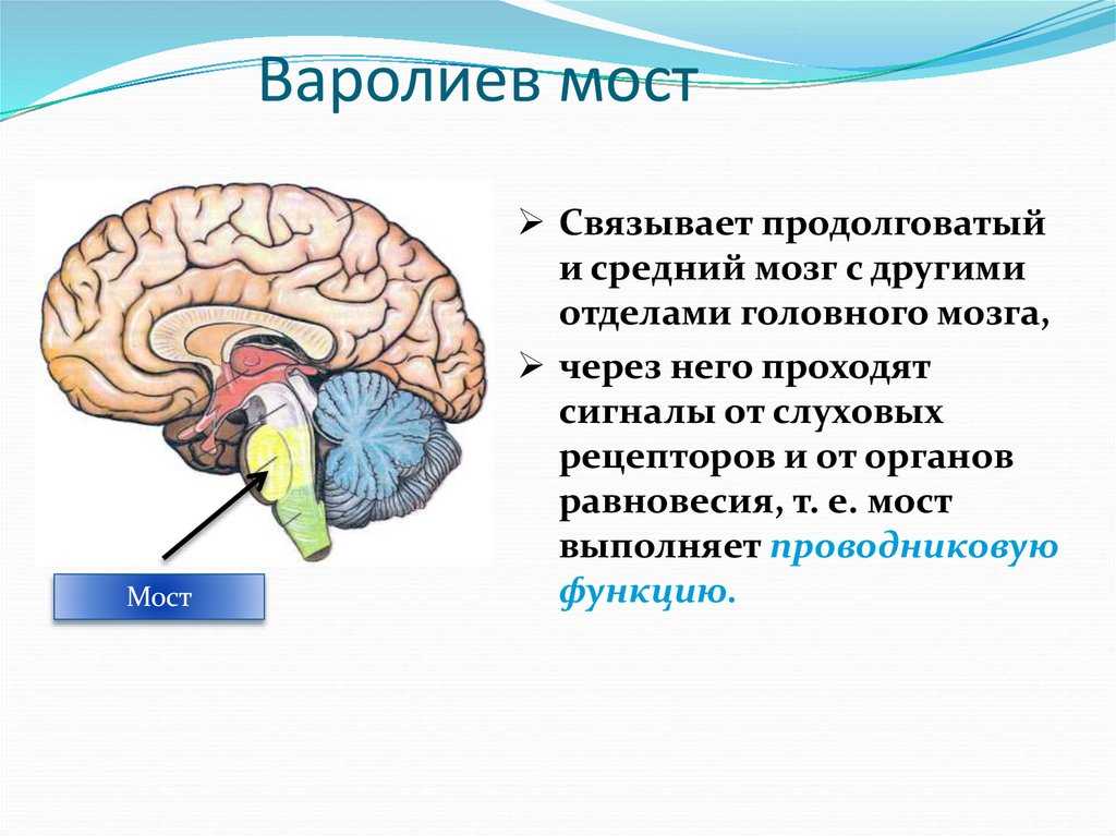 Мост: его внешнее и внутреннее строение. основные группы ядер моста