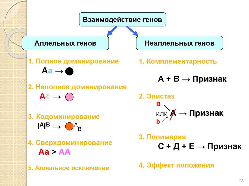 Основы генетики и селекции. основные закономерности наследственности. законы менделя. промежуточное наследование. анализирующее скрещивание. дигибридное скрещивание