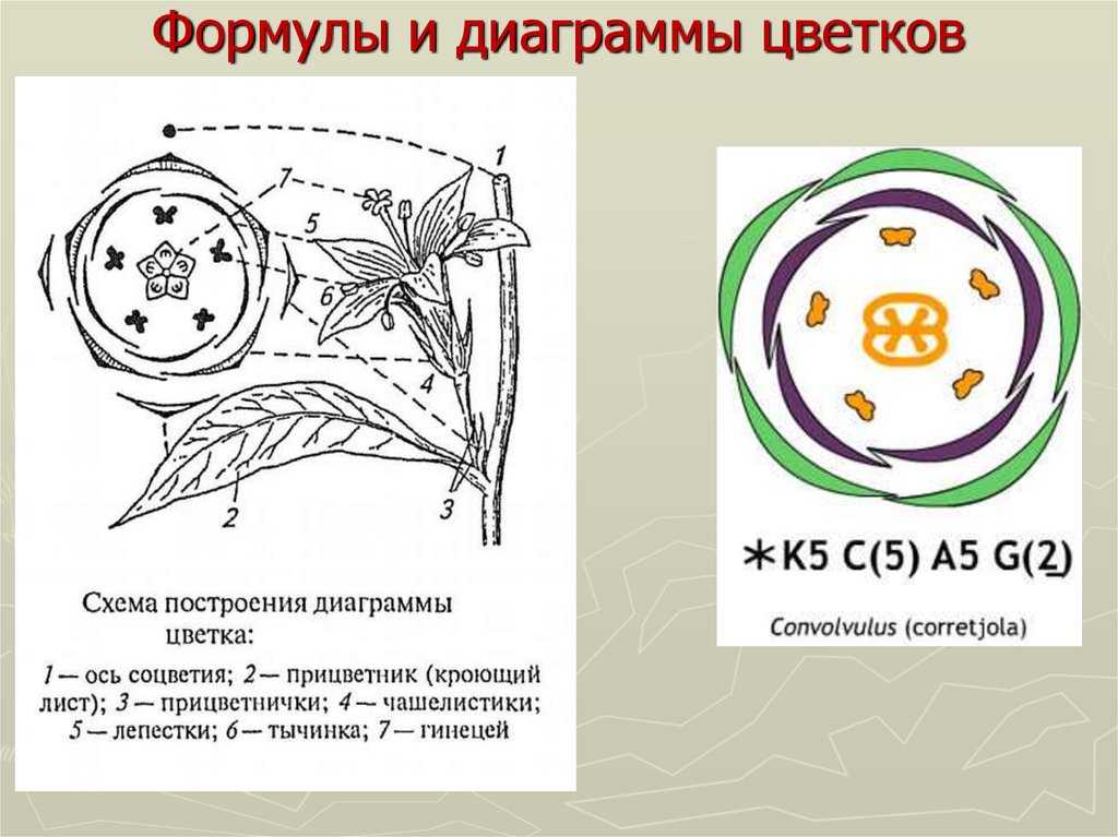 Строение цветка: формула, диаграмма, виды цветов