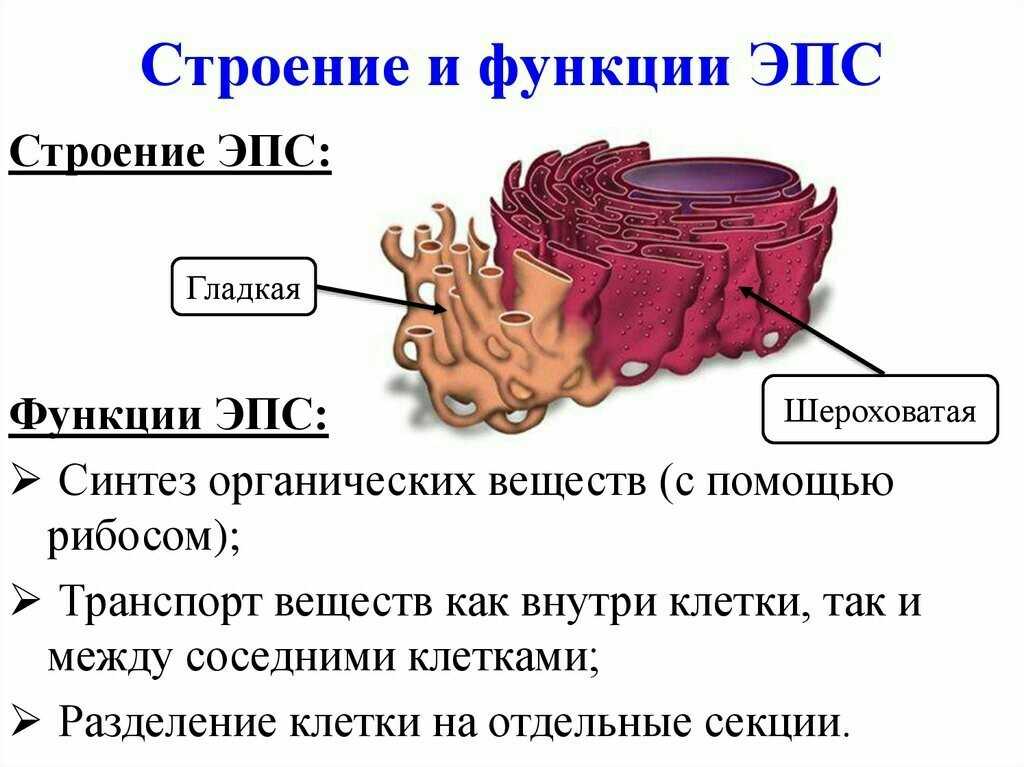 Эпс: схема строения, характеристика и функции в клетке