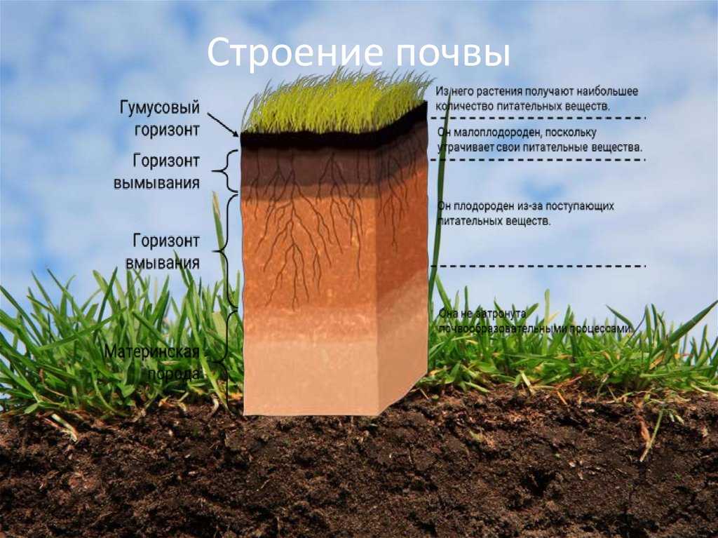 Почвенные горизонты и их характеристики