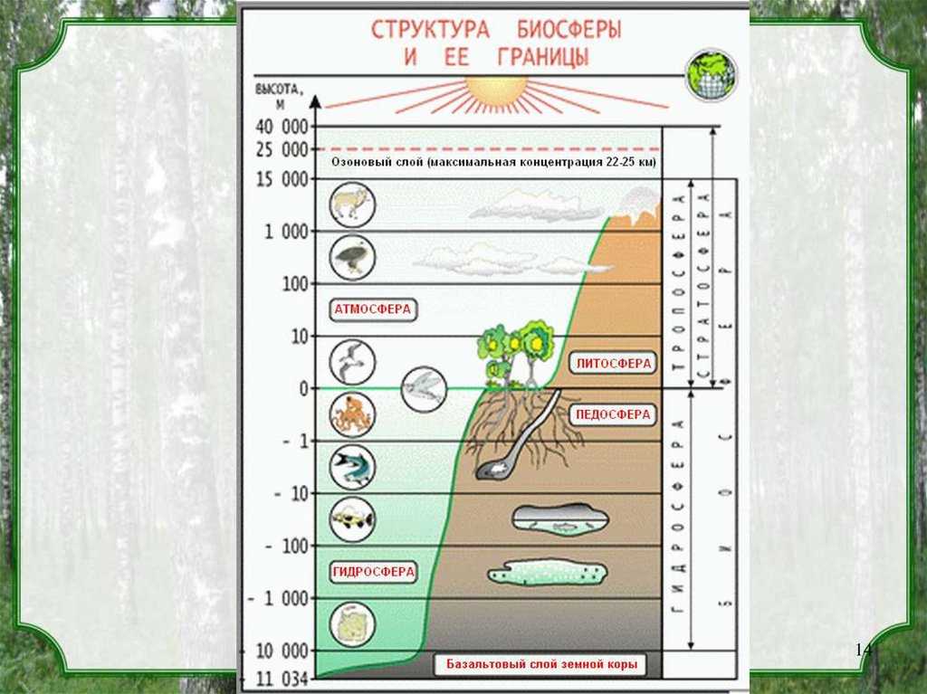 Биосфера. свойства, границы, состав и функции биосферы