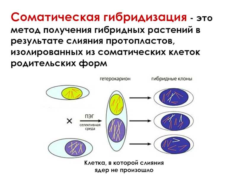 Соматическая гибридизация - определение термина