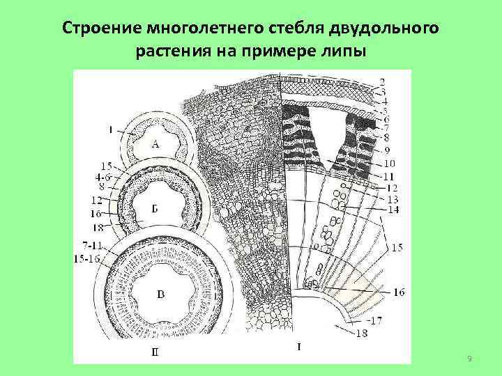 Клетки сердцевины стебля липы образованы тканью. строение липы. какие типы проводящих тканей в стебле вы знаете