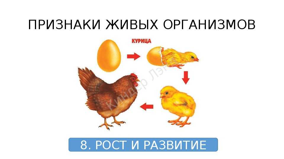 Рост и развитие живых организмов