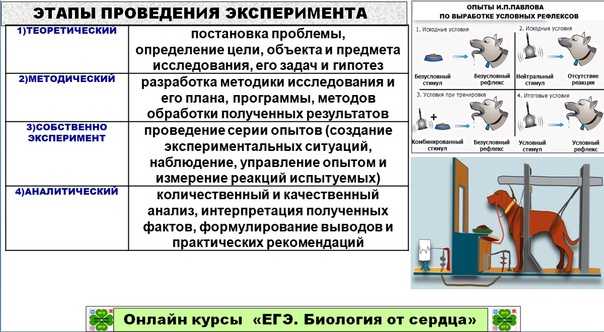 Как провести научный эксперимент: 13 шагов