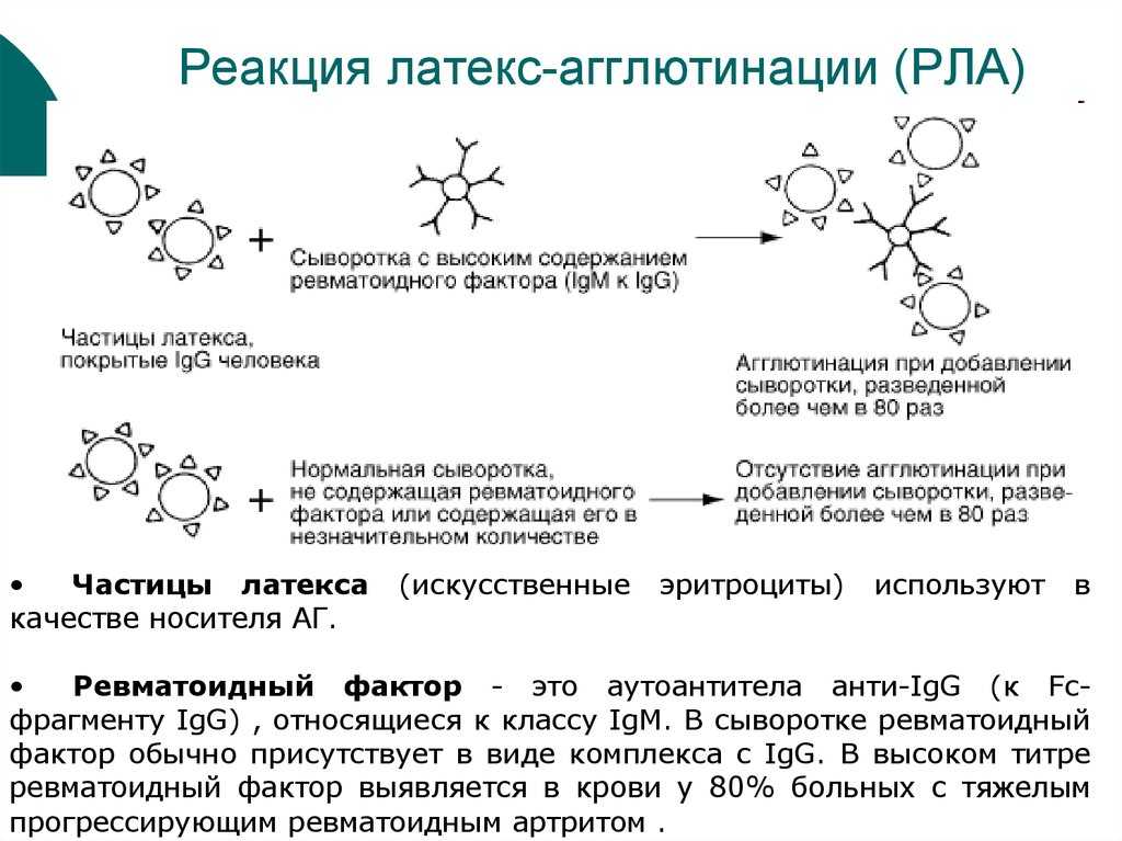 Способ экспресс-диагностики туберкулеза на основе реакции латекс-агглютинации. российский патент 1999 года ru 2130615 c1. изобретение по мкп g01n33/569 .