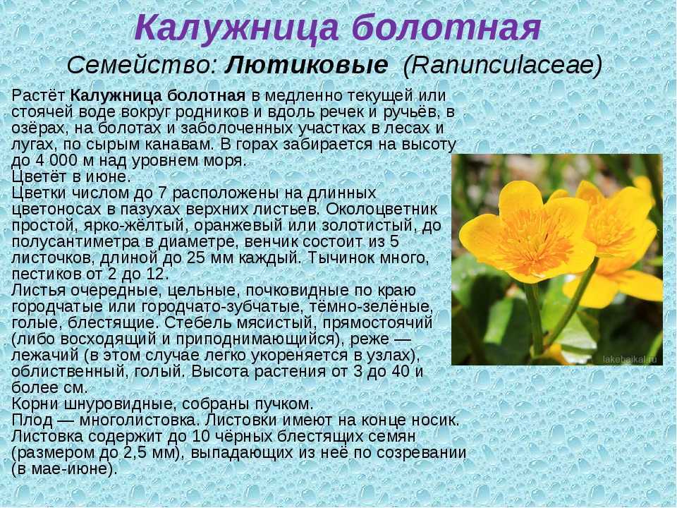 Общая характеристика семейства. виды семейства лютиковых (ranunculaceae) - реферат