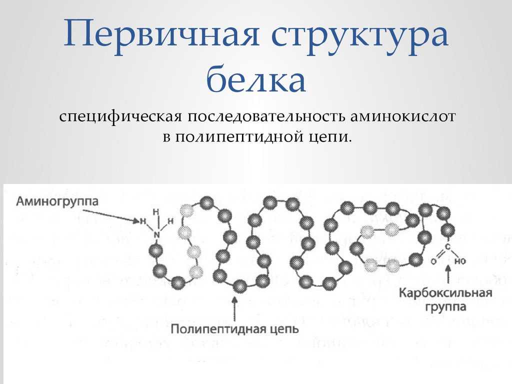 Глобулярные белки: характеристика, строение, примеры