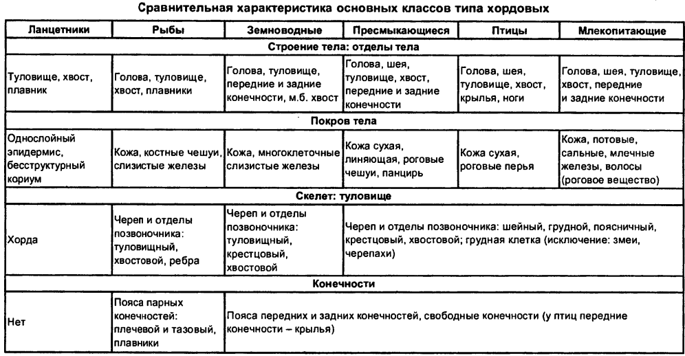 Головной мозг рыбы: строение и особенности