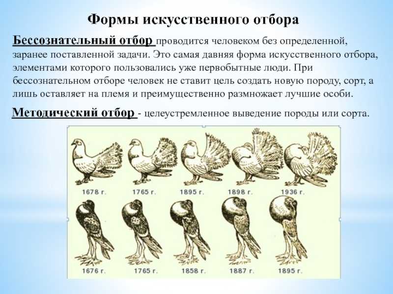 Презентация на тему соотношение микро- и макроэволюционных процессов