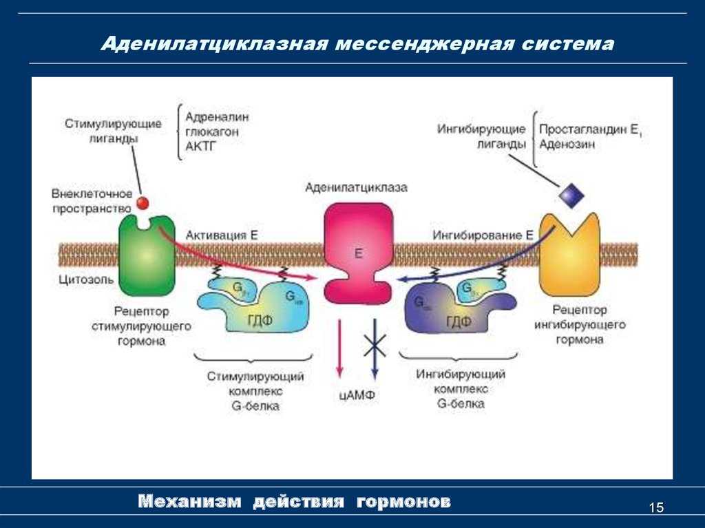 Гормонымолекулярные механизмы передачи гормонального сигналааденилатциклазная мессенджерная система