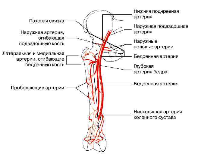 Бедренная артерия и её ветви (анатомия): поверхностная, глубокая, латеральная, медиальная и прободающие артерии бедра