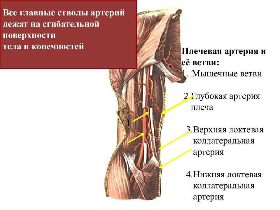 Трехстороннее отверстие анатомия. подмышечная полость, ее стенки, треугольники, отверстия. плечемышечный канал, его содержимое