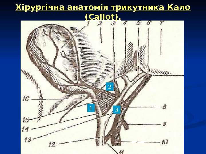 Анатомия желчных путей - анатомия