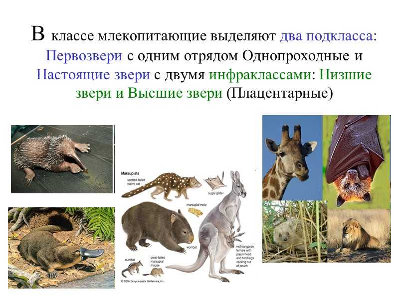Сумчатые, или низшие звери. млекопитающие