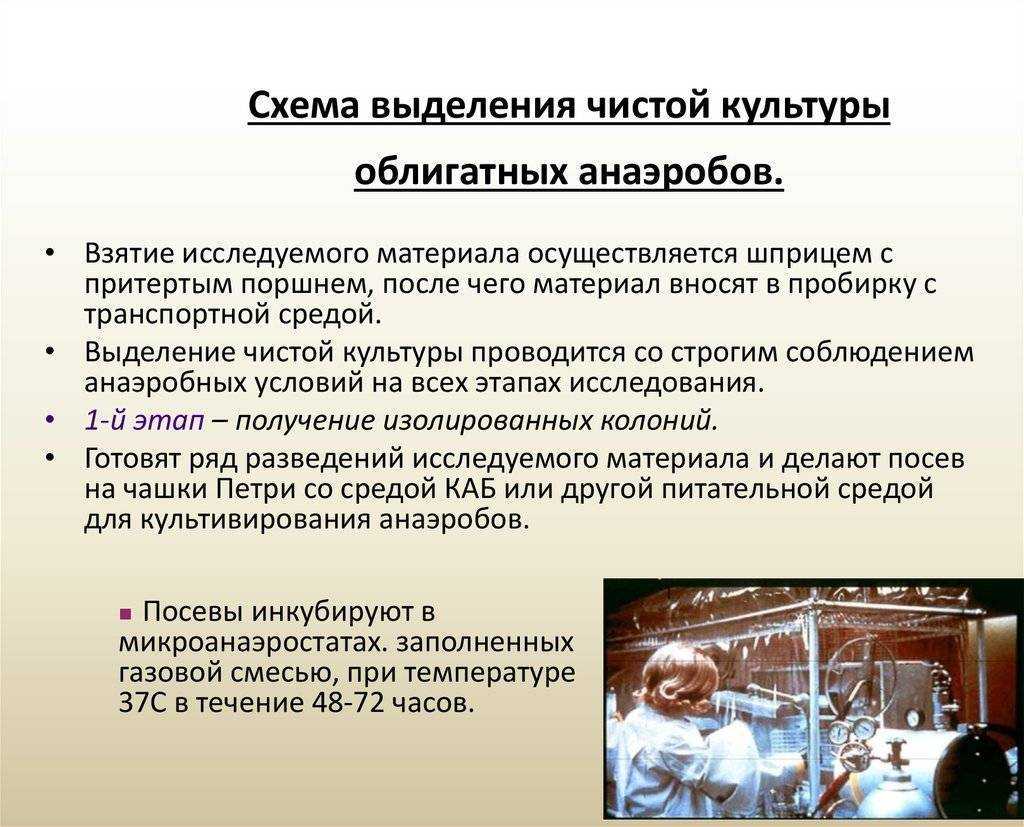 Выделение чистой культуры бактерий: идентификация аэробов и анаэробов