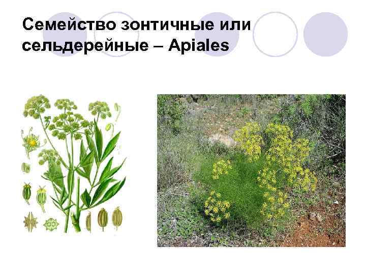 Семейство зонтичных: характеристики, представители, полезные и вредные растения