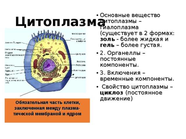 Учебник биология - вунмц 2000