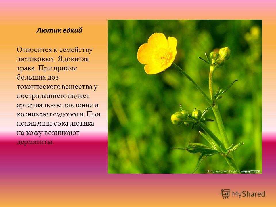 Лютиковые - семейство ranunculaceae - описание таксона - плантариум