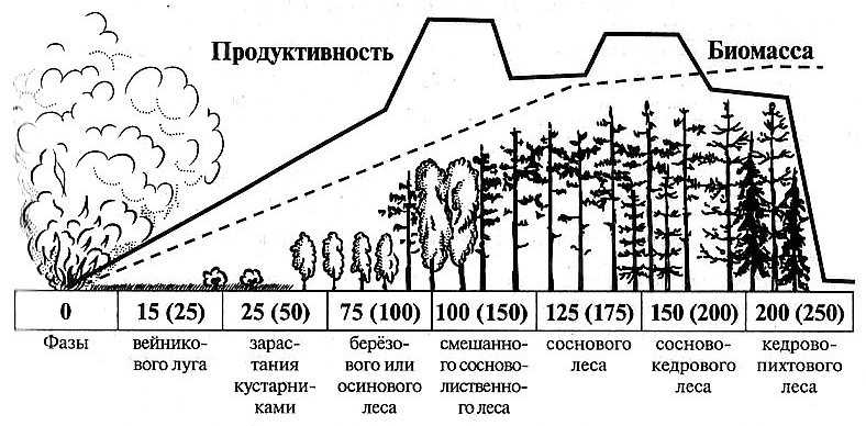 Чем биогеоценоз отличается от экосистемы | в чем разница