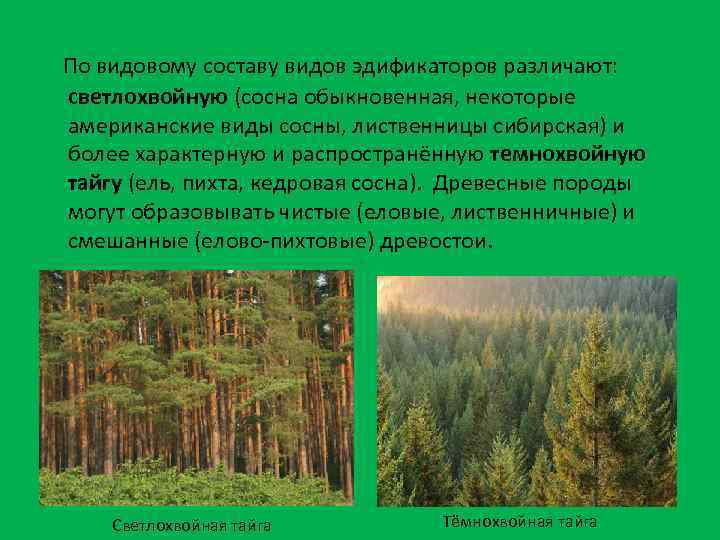 Эдификатор