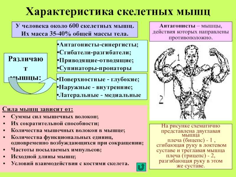 Биологические основы физической культуры