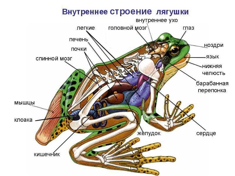 Зелёная лягушка