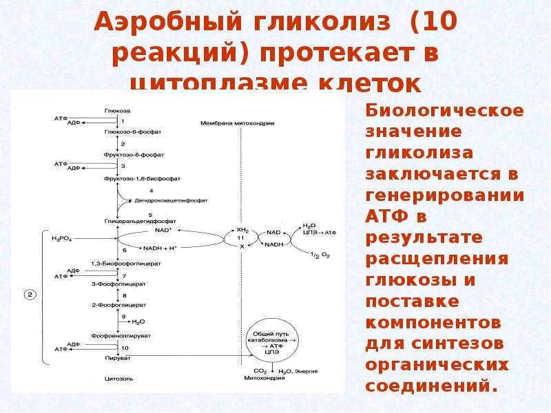 Суммарное уравнение аэробного окисления глюкозы