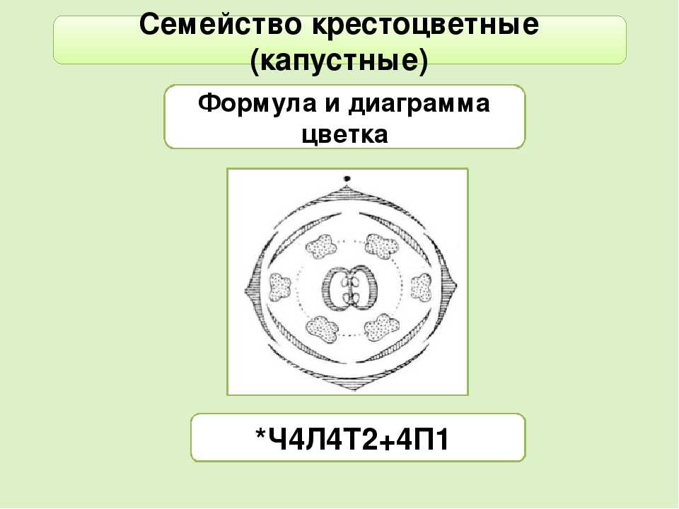 Цветок. строение и функции цветка. формула и диаграмма цветка