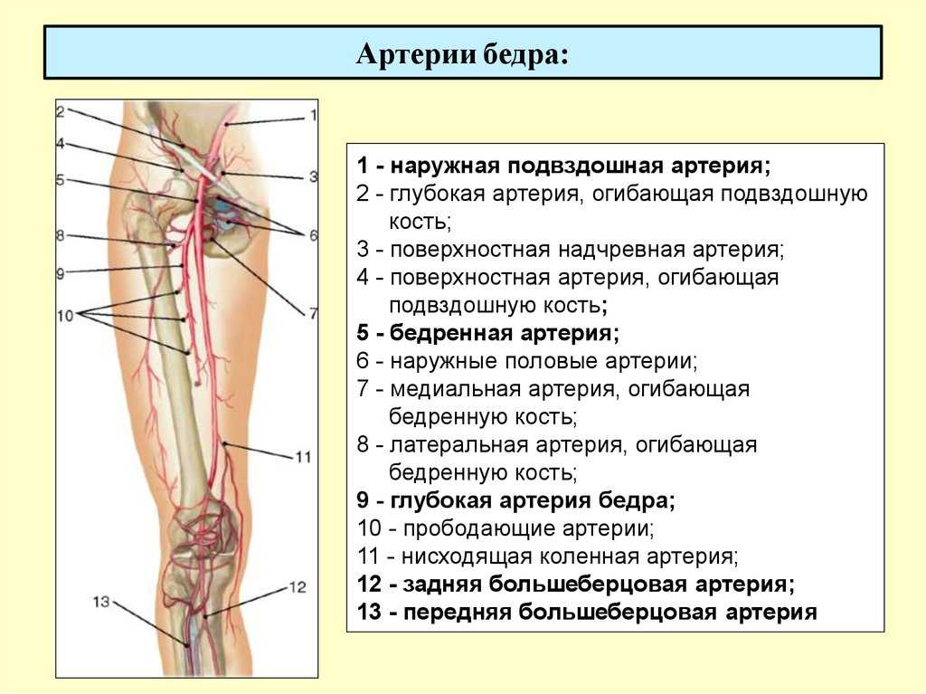 Где находится бедренная артерия и ее ветви