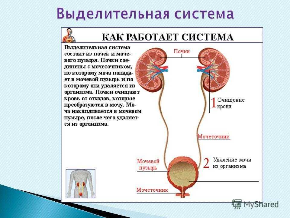 Выделительная система человека — строение и функции, образование мочи, регуляция мочевыделения