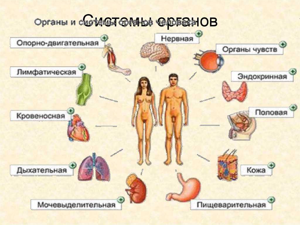 Право международных организаций