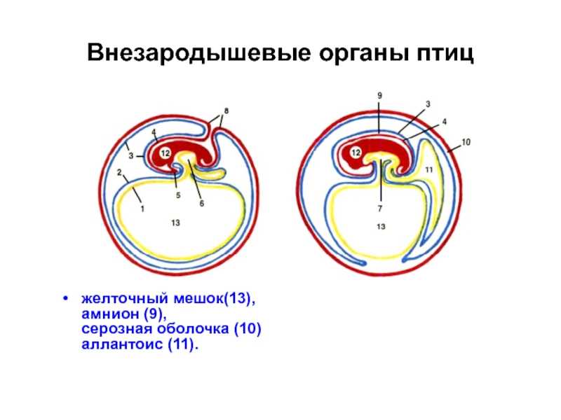 Органы зародыша обеспечивающие его связь с окружающей средой называется