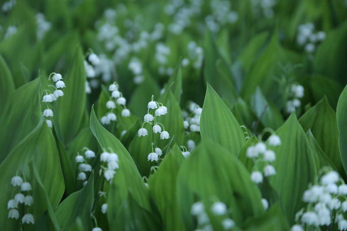 Ландышевые - семейство convallariaceae - описание таксона - плантариум