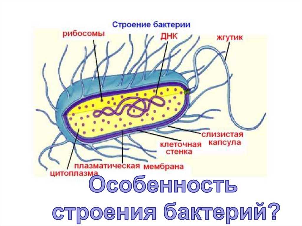 Бактерии. строение бактериальной клетки. формы. фото