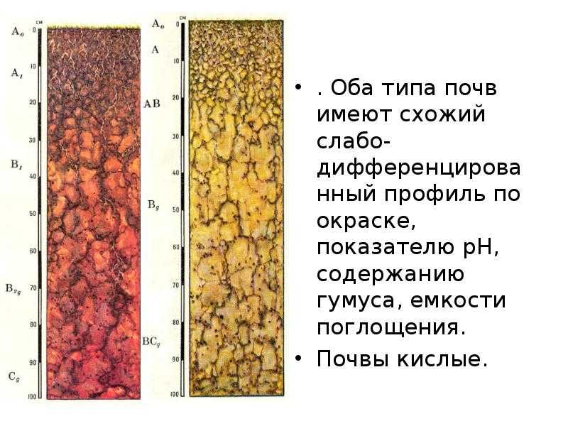 Субтропические леса