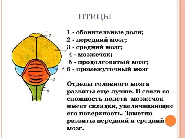 Основные типы мозга позвоночных - филогенез нервной системы позвоночных - популяционно-видовой уровень организации живого - учебник биология - чебышев н. в. - вунмц 2000
