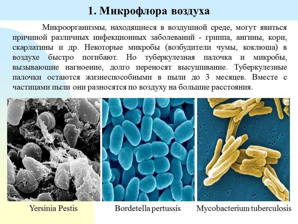 Презентация на тему: "тема: морфология микроорганиз мов. план : распространение микроорганизмов в природе микрофлора почвы микрофлора воды микрофлора воздуха микрофлора тела.". скачать бесплатно и без регистрации.
