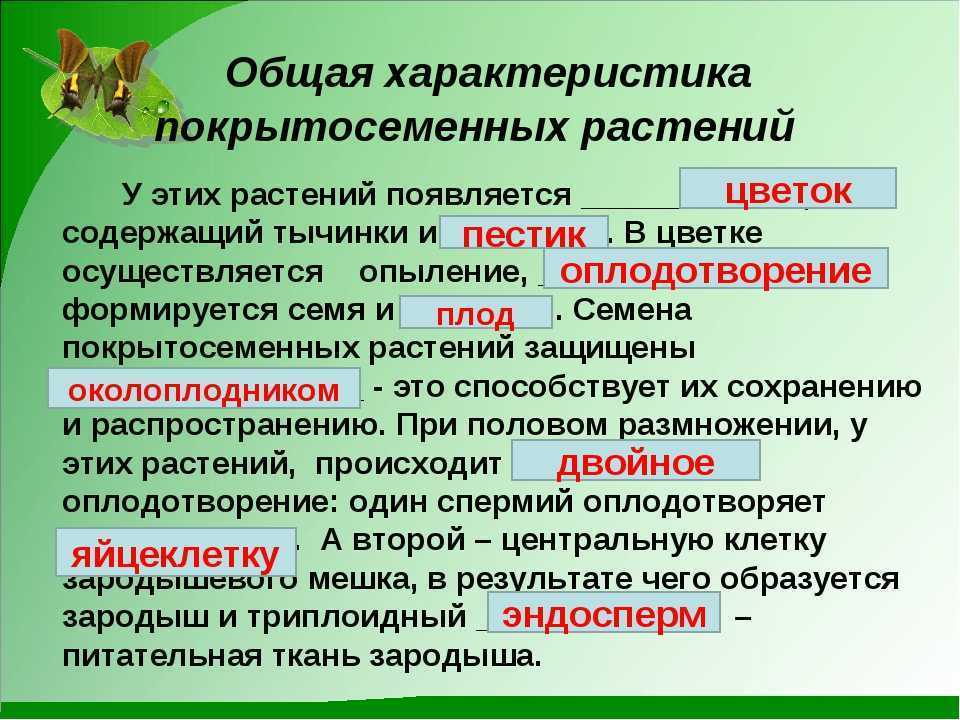 Признаки  покрытосеменных растений: что является основными отличительными чертами