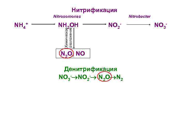 Денитрификация и нитрификация кратко