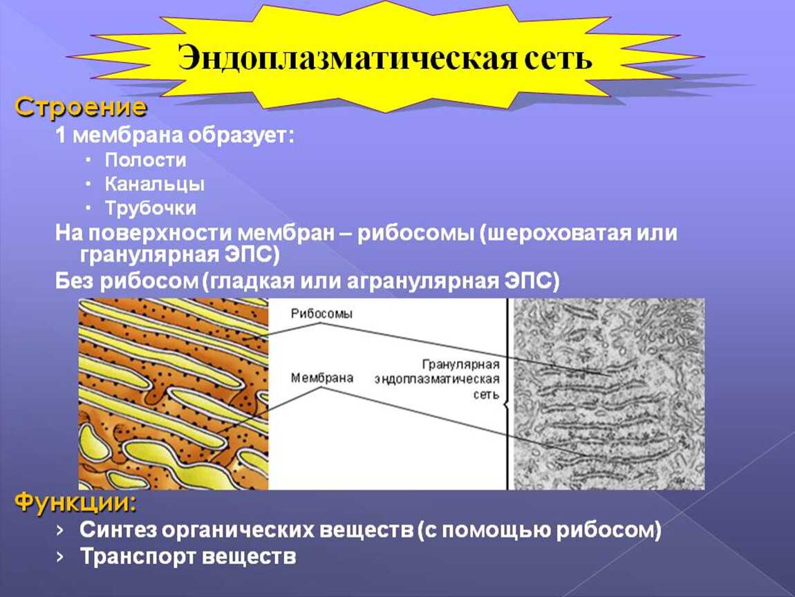 Эпс: строение и функции