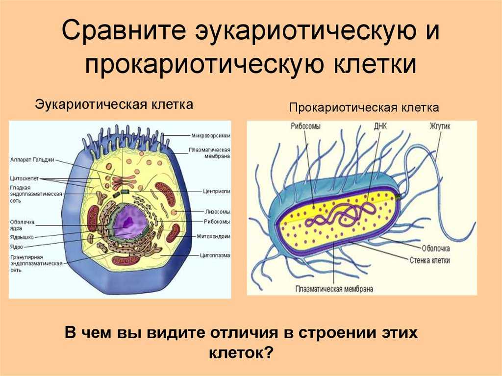 Прокариотическая клетка