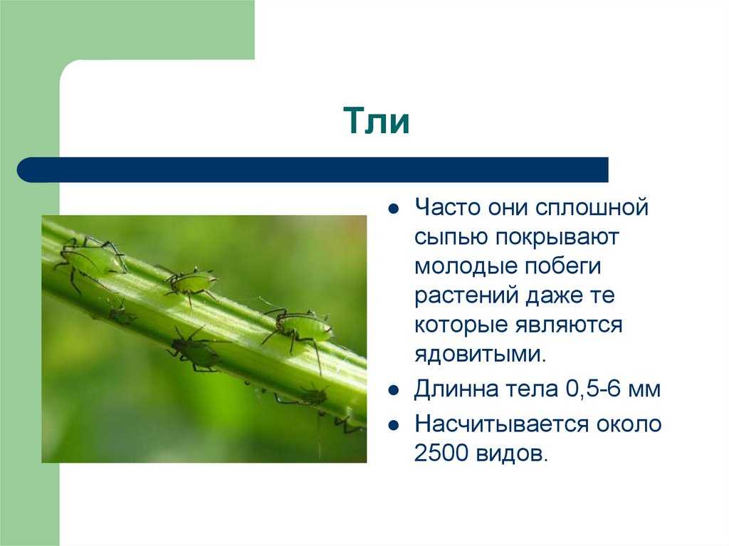 Образ жизни равнокрылых кратко