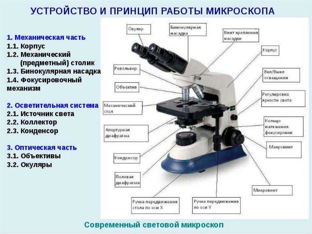 Строение микроскопа ️ устройство и функции его частей, схема с подписями, описание правил и принципов работы в биологии, что является основной частью