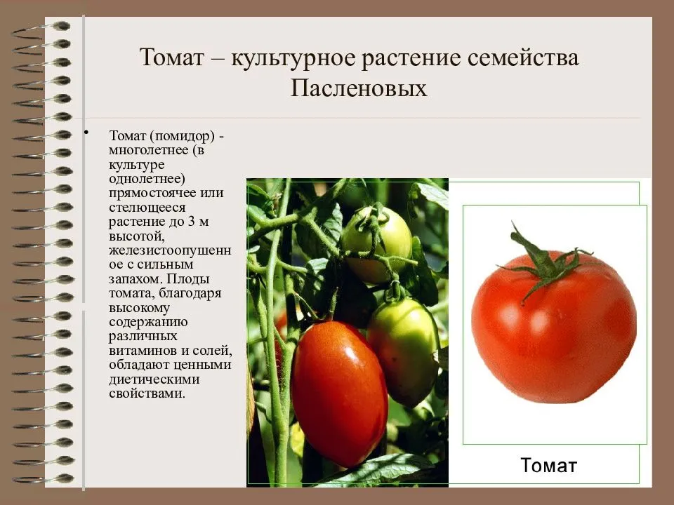 Реферат на тему семейство пасленовые